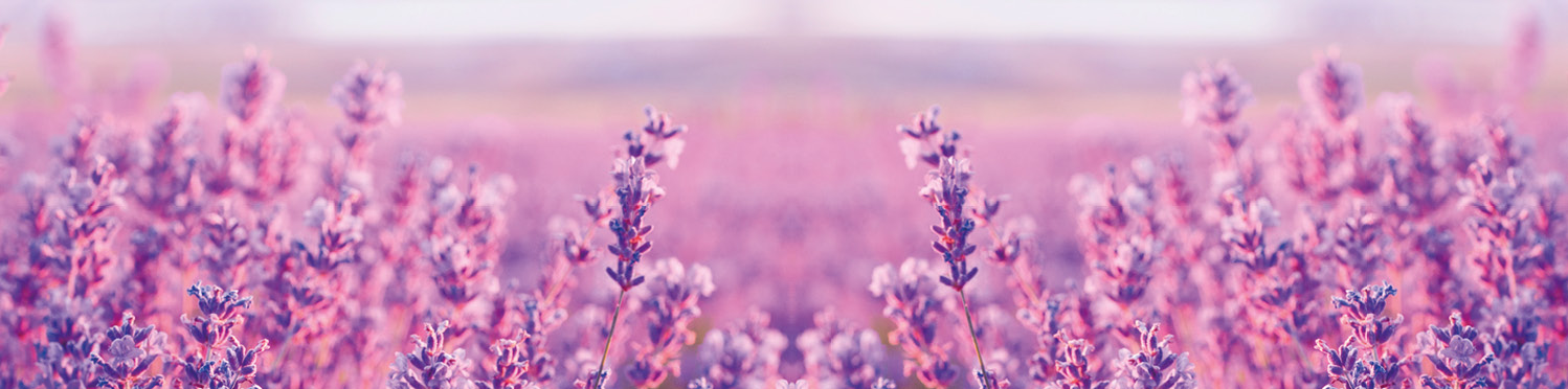 Ein lilafarbenes Lavendelfeld im Sommer.